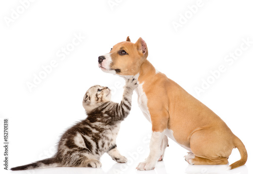 Kitten playing with stafford puppy. isolated on white background