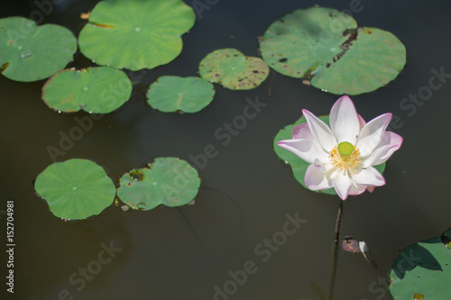 Pink water lily flower. Lotus flower in river.