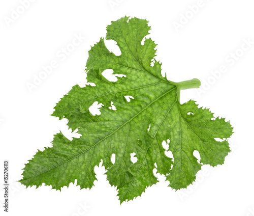 Bild auf Leinwand zucchini leaf isolated without shadow