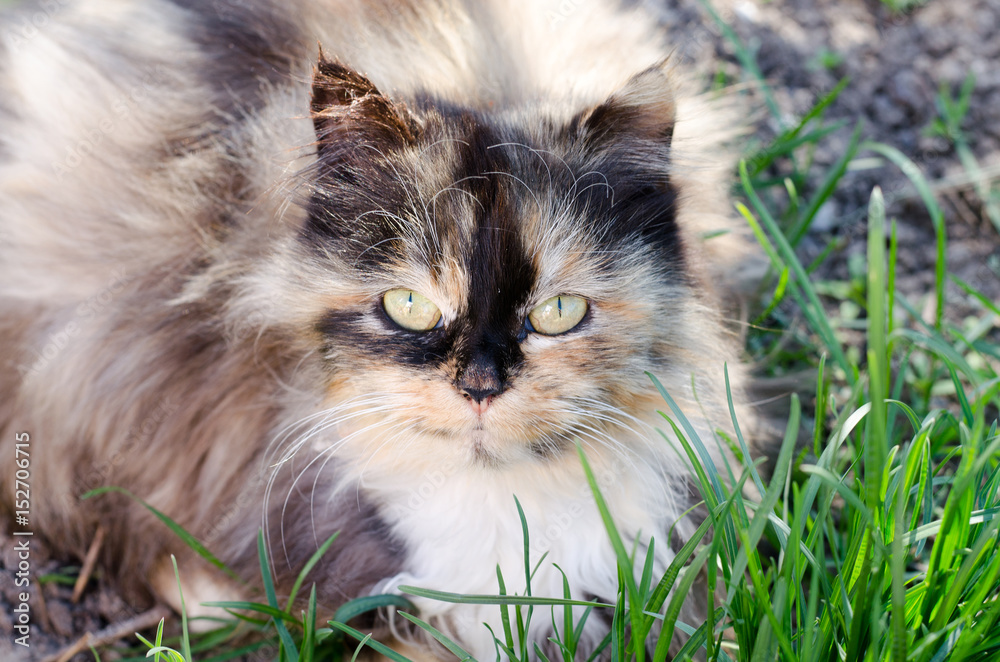 A gray cat lies in the grass and looks with large green eyes