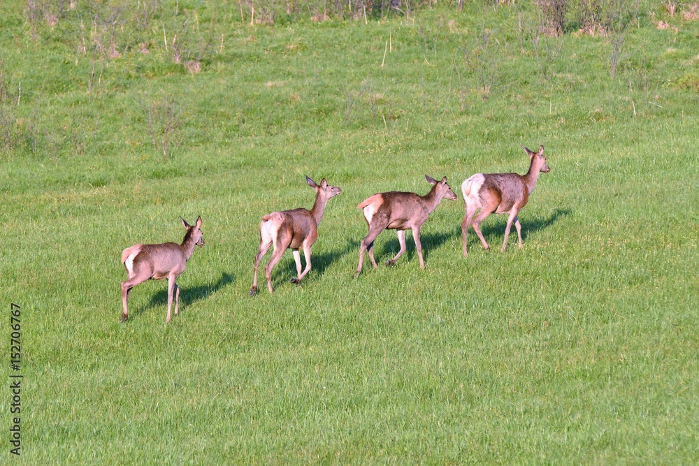 herd of deer grazing on the meadow herd of deer grazing on the meadow
