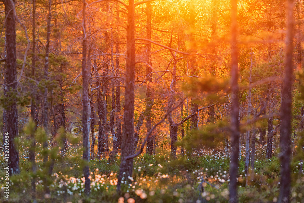 Forest sunrise
