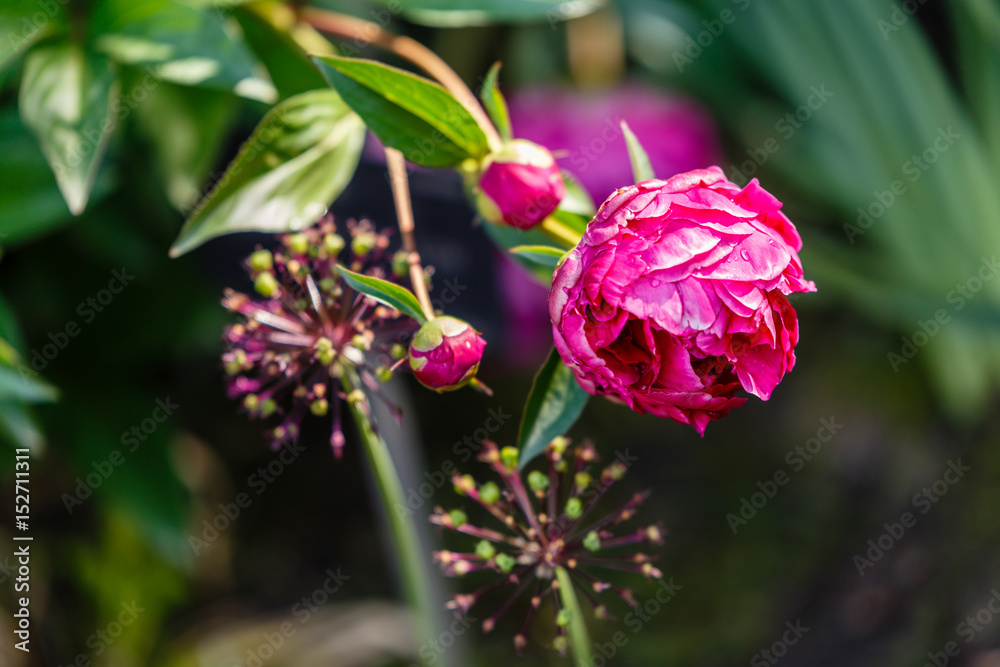 Paeonia cultivated in a garden