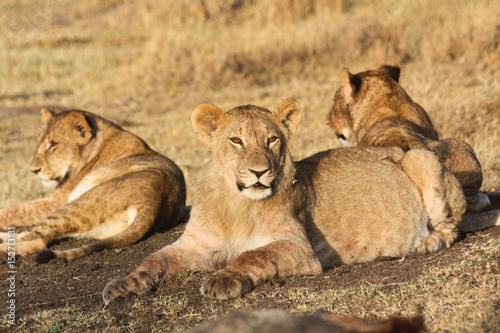 Three young lions in morning light