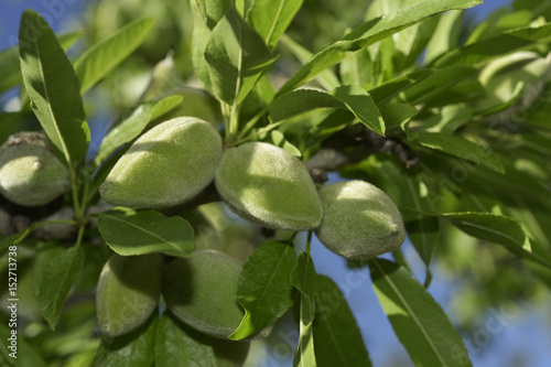 branch of almond tree with green almonds Fotobehang