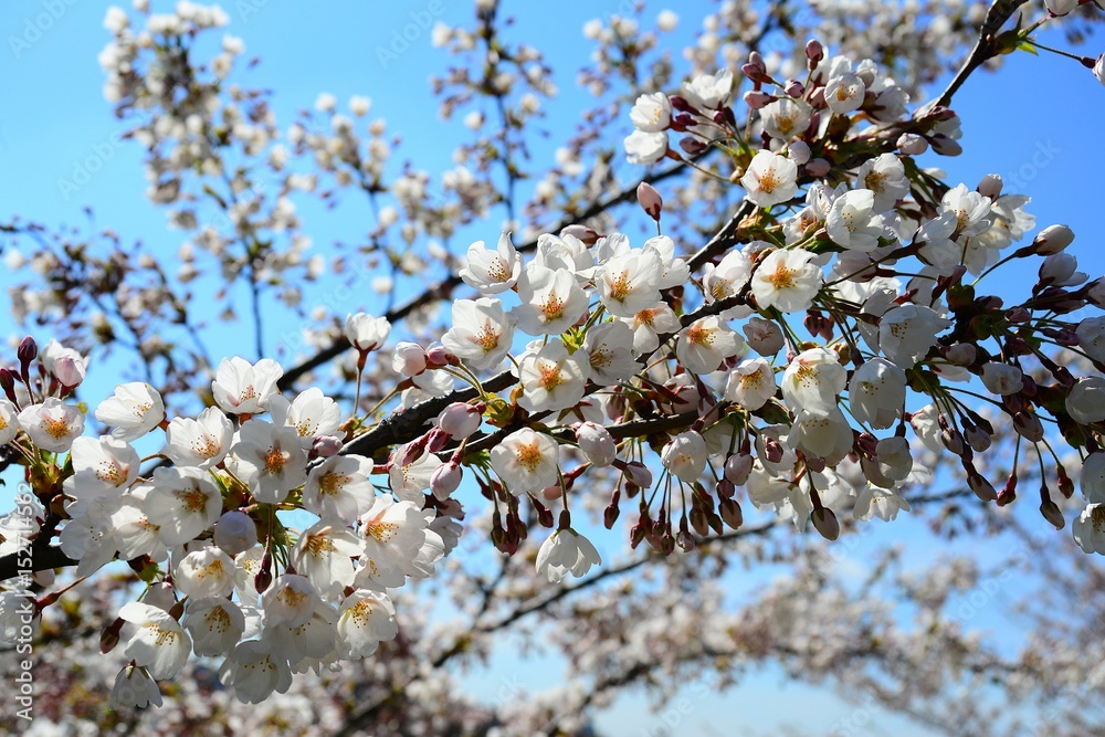 Vilnius with cherry blossoms on spring
