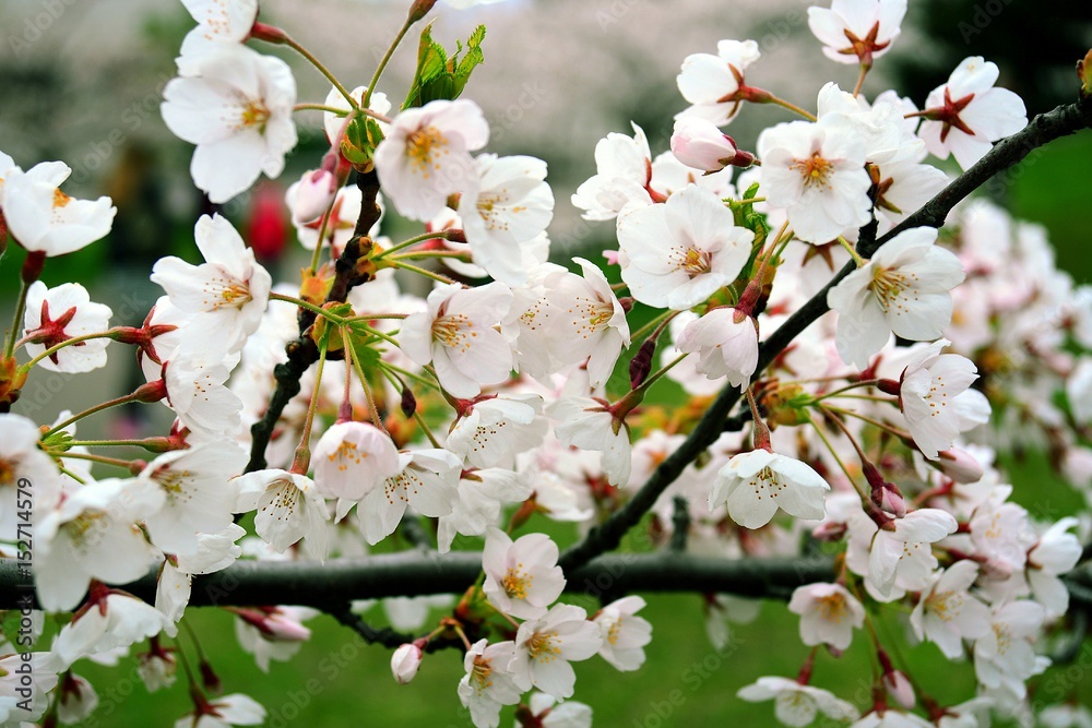 Vilnius with cherry blossoms on spring