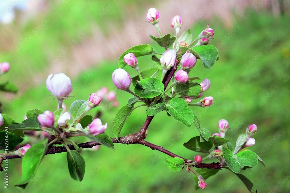Apple tree blossom on spring