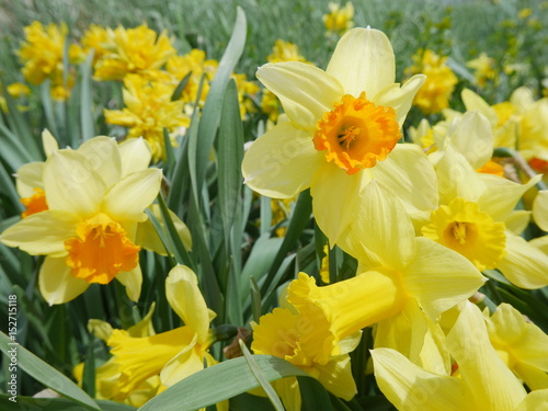 Beautifully bloomed daffodil in Spring