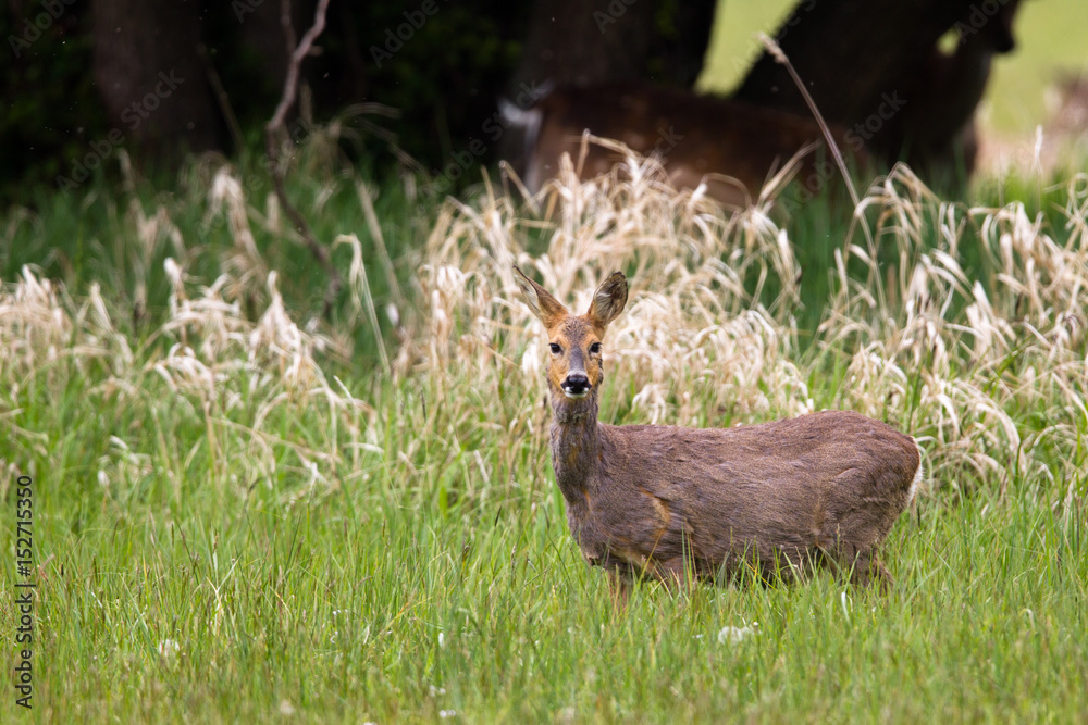 Fototapeta premium Ein Reh (Capreolus capreolus) auf einer Wiese im Naturschutzgebiet Mönchbruch bei Mörfelden in Hessen, Deutschland, Europa.
