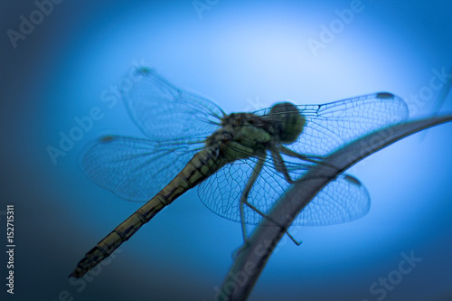 Silhouette of a Dragonfly