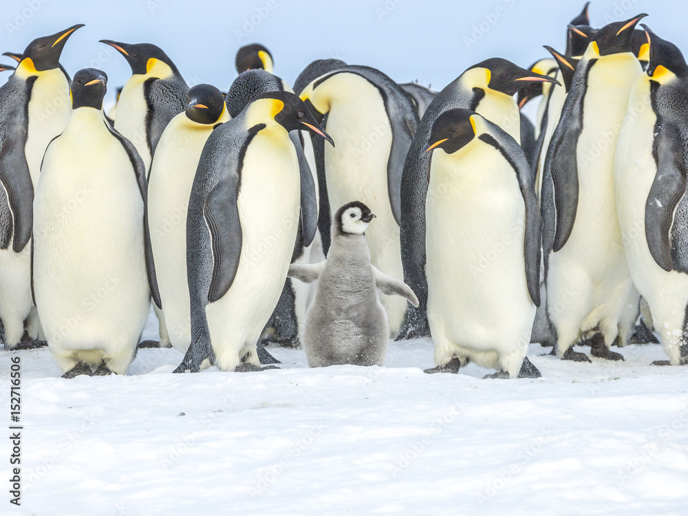 Obraz premium Emperor Penguins on the frozen Weddell Sea