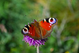 European Common Peacock butterfly (Aglais io, Inachis io) Collecting nectar on pink flowers. Butterfly on wild flower