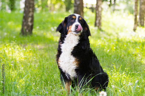Bernese Mountain Dog outdoors on green grass