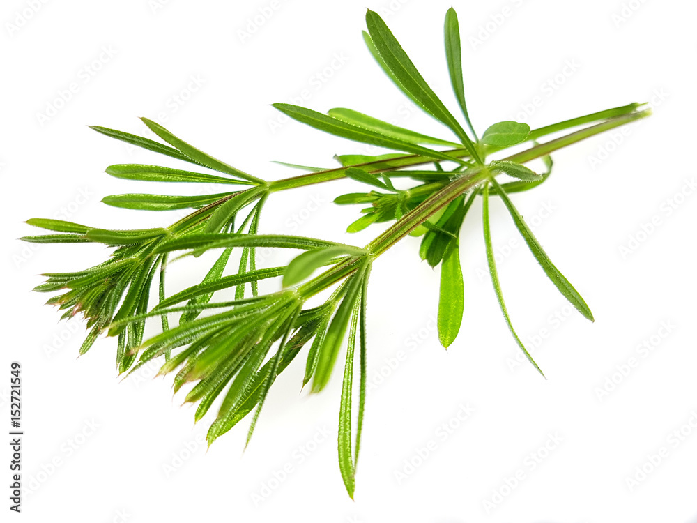 Fototapeta premium Ackerschachtelhalm; Equisetum; arvense