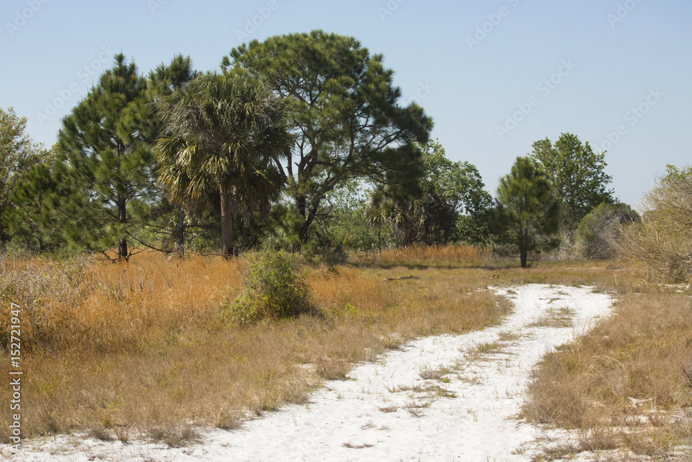 Hiking trail winding through Florida scrub at Lake Kissimmee Park. Hiking trail winding through Florida scrub at Lake Kissimmee Park.