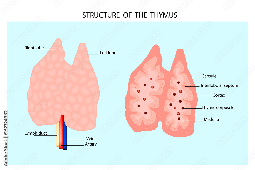 Anatomy of the thymus gland. Structure of the thymus. vector de Stock Adobe Stock