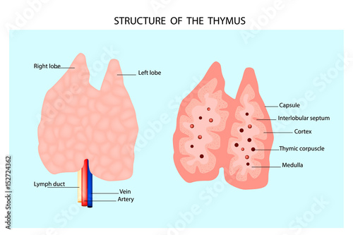 Anatomy of the thymus gland. Structure of the thymus.