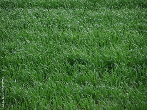 Wallpaper Mural Young fresh green meadow in a field Torontodigital.ca