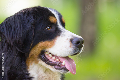 Muzzle Bernese Mountain Dog outdoors on green grass