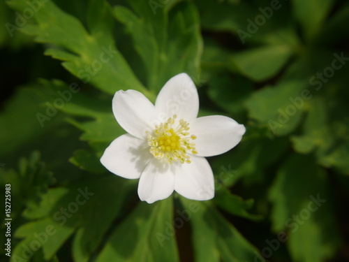 Beautiful tiny soft windflower blooming in Spring