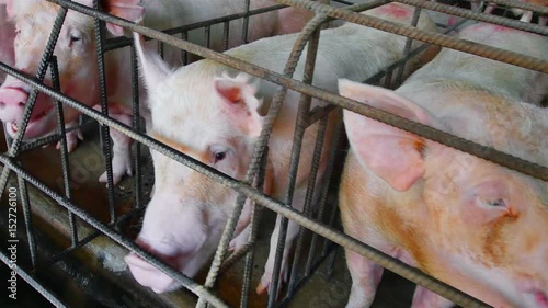 Pig farm with lots of pork.