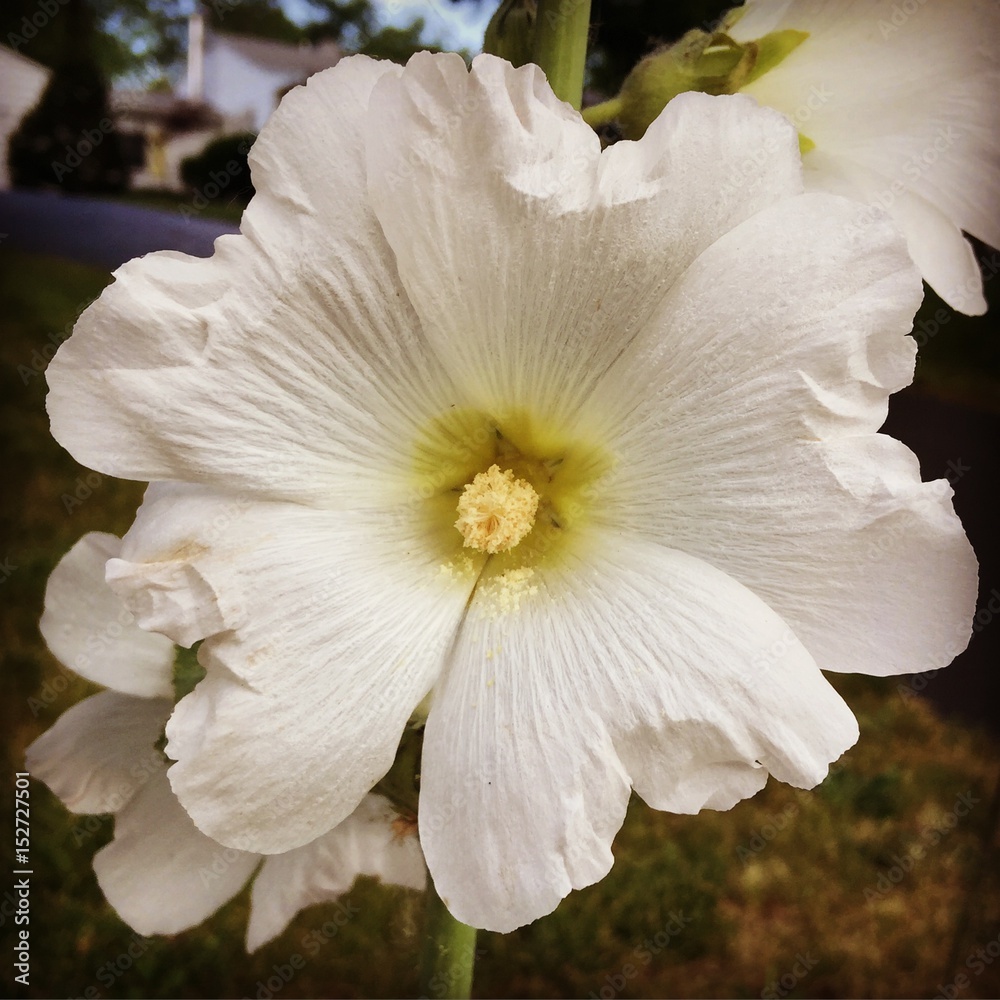 Fototapeta premium White Hollyhock
