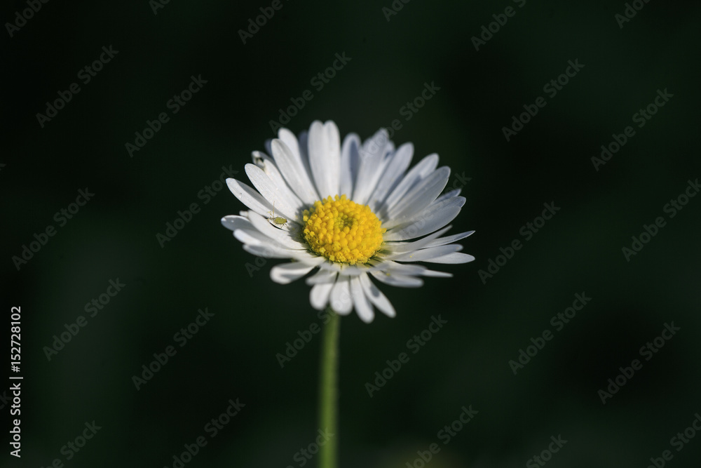 Obraz premium Flower