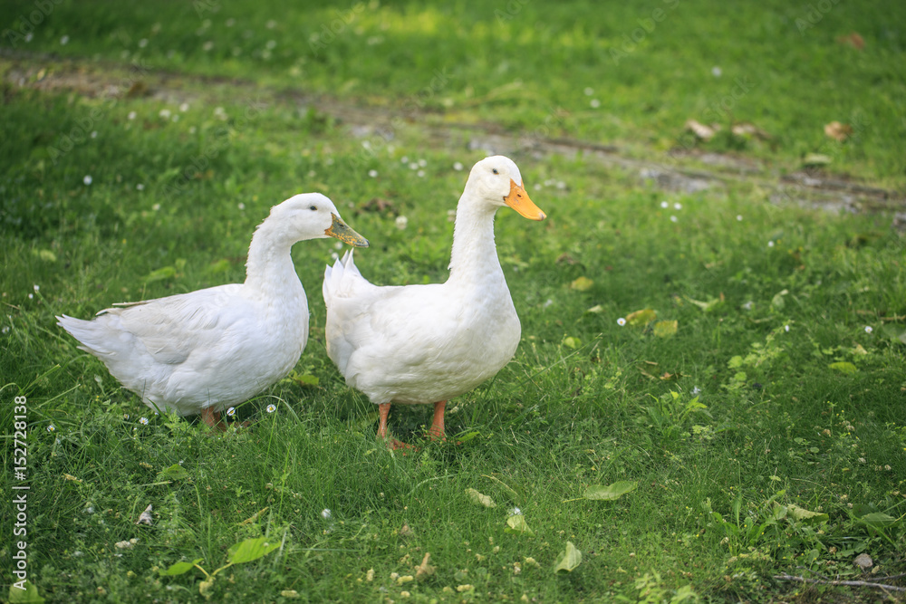 pair of ducks pair of ducks