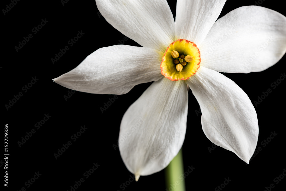 Wild Narcissus Stellaris. Wild flower isolated on black background.
Wild Narcissus Stellaris. Wild flower isolated on black background.