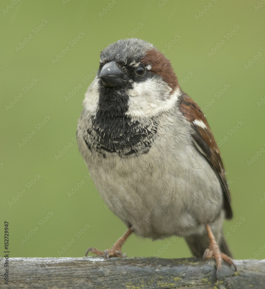 Naklejka premium house sparrow