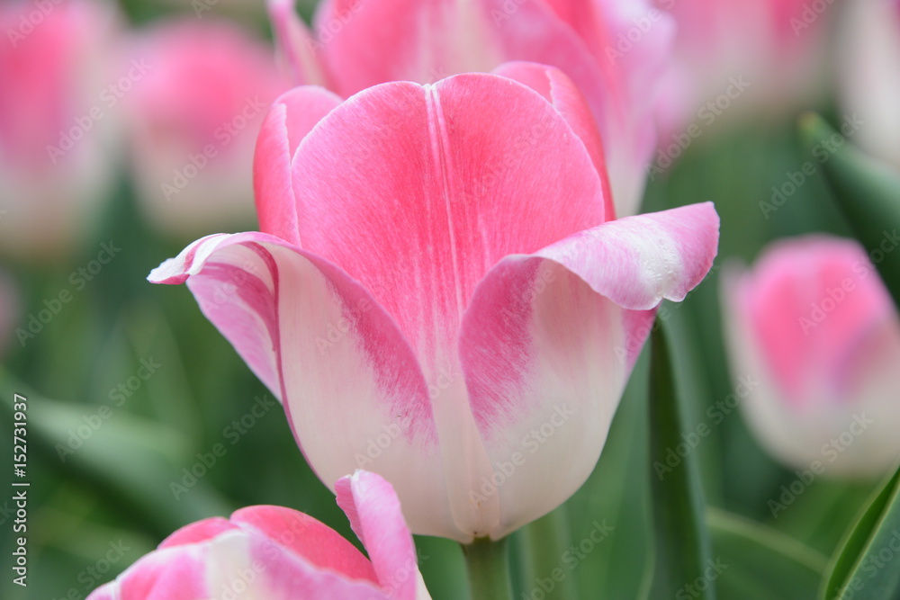 Fototapeta premium pink tulips 