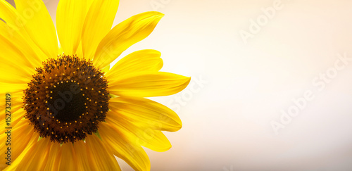 Fototapeta Naklejka Na Ścianę i Meble -  Field of blooming sunflowers