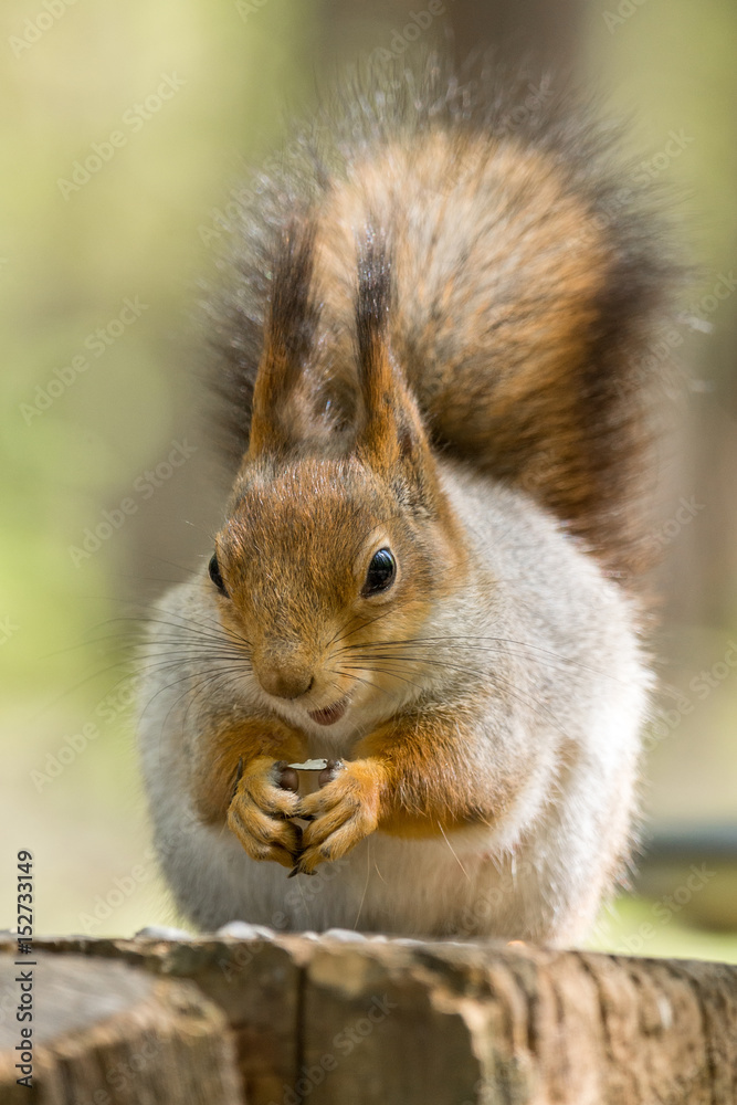 Fototapeta premium squirrel on a tree