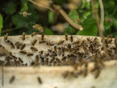 swarm of escaped bees closeup © 2STOCKista