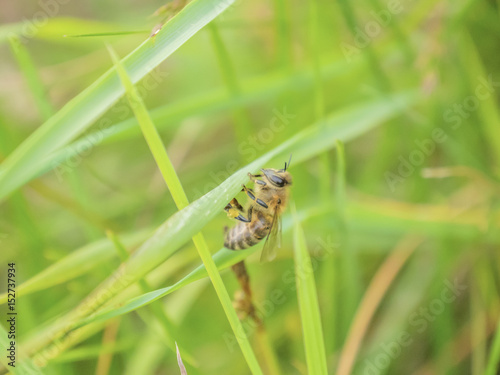 bee on grass leaf closeup