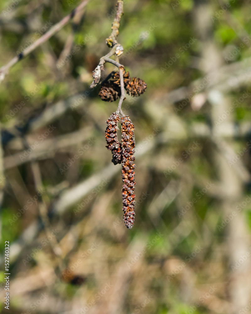 Male catkins on branch Black alder or Alnus glutinosa close-up, selective focus, shallow DOF