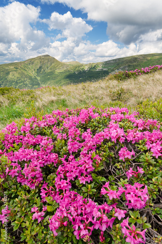 Landscape with flowers in the mountains © Oleksandr Kotenko