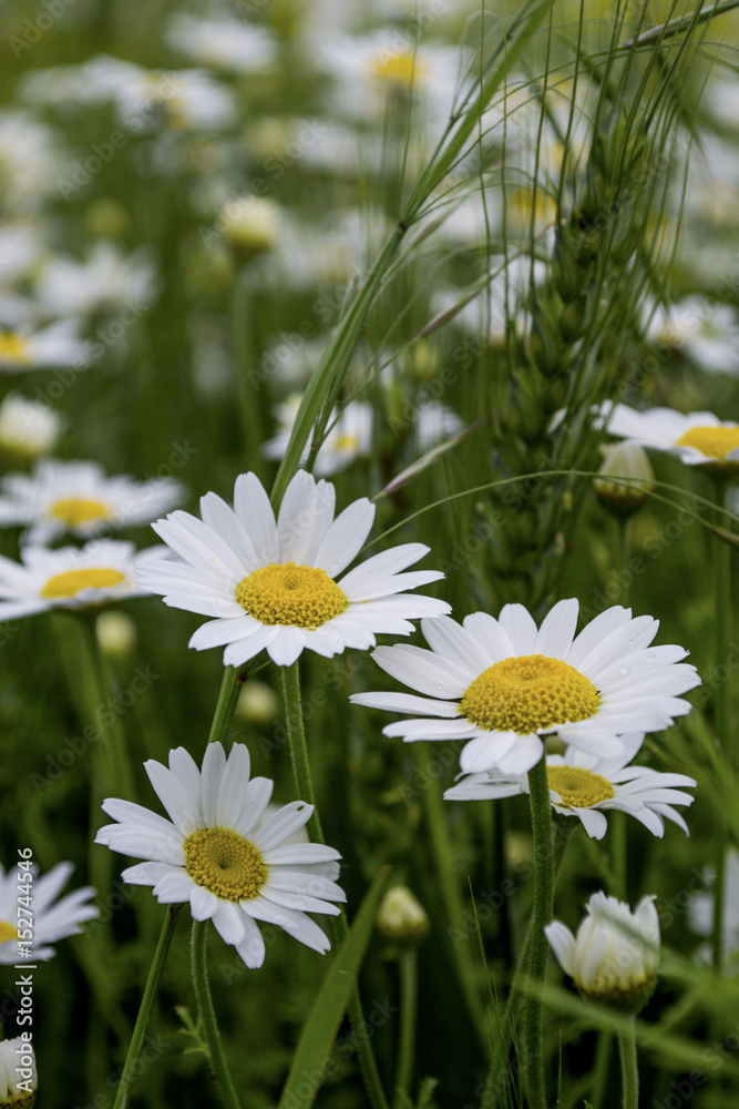 Summer wildflowers during the day Summer wildflowers during the day