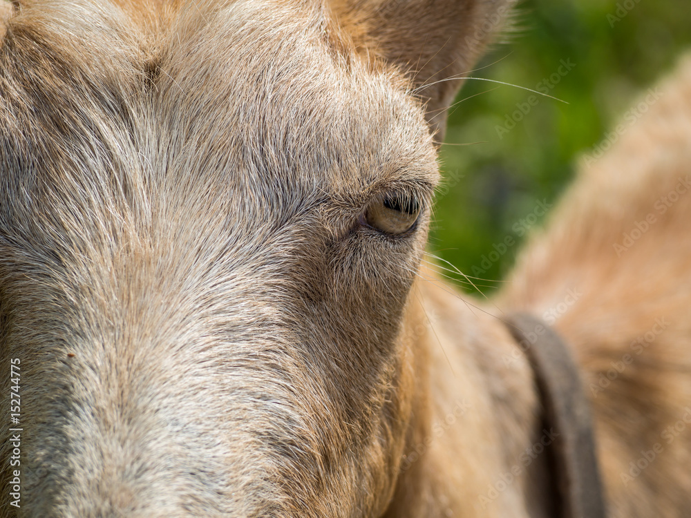 Ziege Portrait Auge