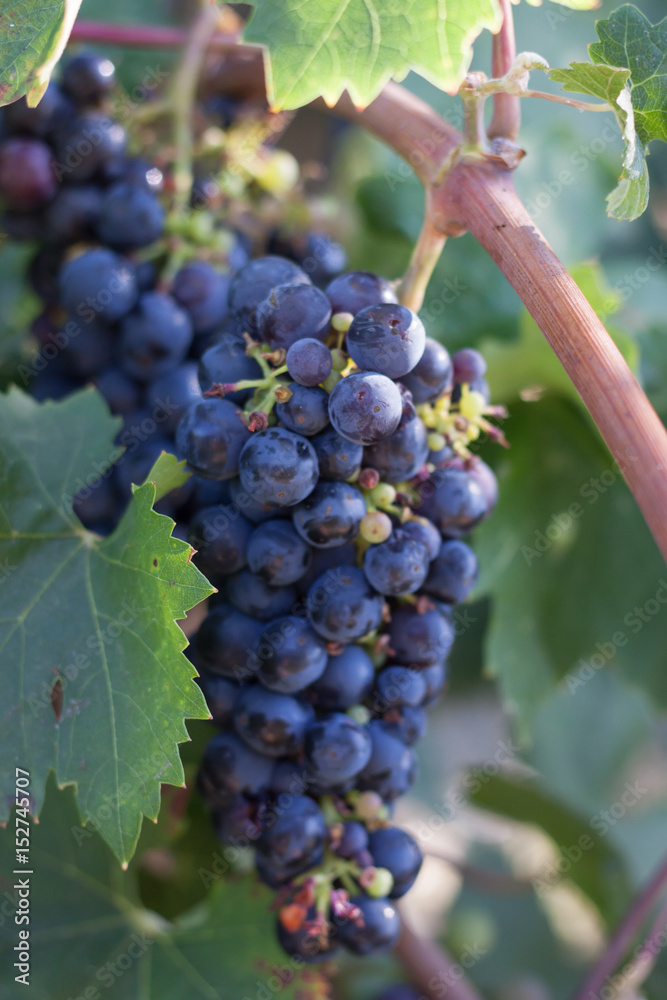 Grapes on the vine Grapes on the vine