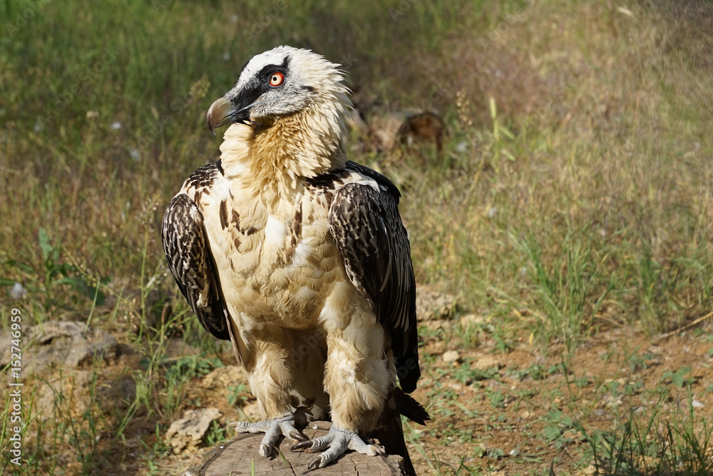 Fototapeta premium Bird of prey sitting on a stump in the sun on the background of dry grass