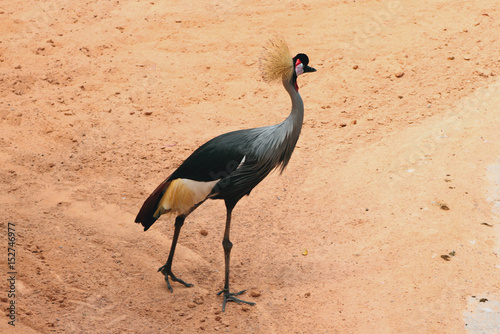 East crowned crane photo