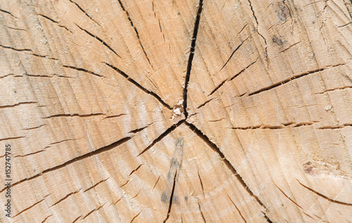 Holzstruktur im Baum Querschnitte - Alter zählen mit Ringe