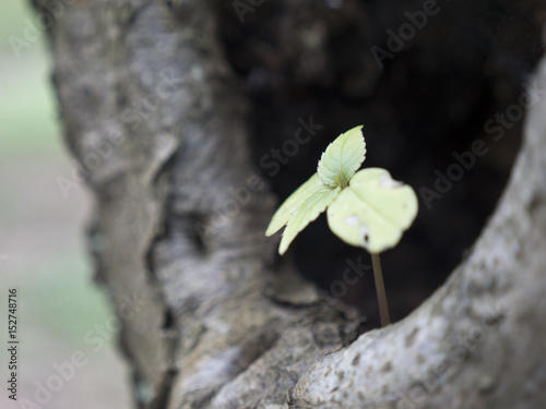 Small sprouting plant with leaves in the embrace of tree. Little green spruce tree is protected by large tree trunk. Flower in cave. Symbolism of origin and extinction. Saplings of deciduous oak.
