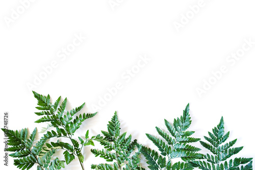 Fern leaves on white background