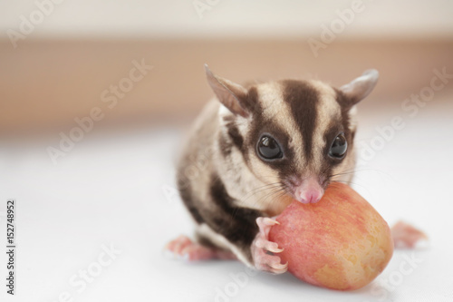 Cute sugar glider eating grape on light background, closeup photo