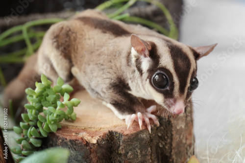 Cute funny sugar glider on decorative stub at home, closeup photo