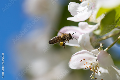 Buzzing around