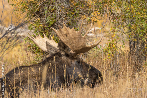 Fototapeta Naklejka Na Ścianę i Meble -  Bull Moose Bedded in Fall